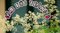 Tiểu học Thành Công A – Cảm xúc tháng 8