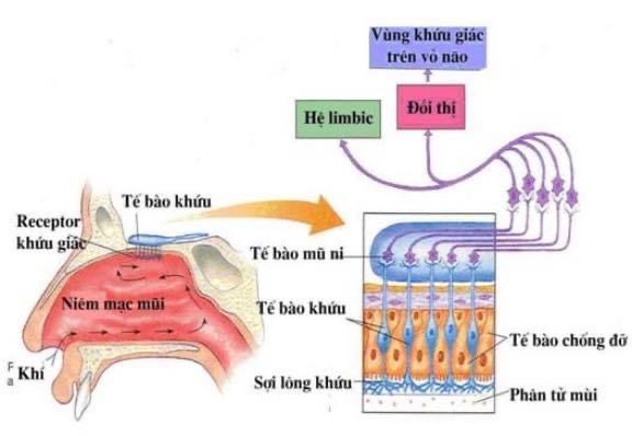 BỆNH NHÂN COVID-19 BỊ MẤT MÙI,VỊ - CẦN LÀM GÌ